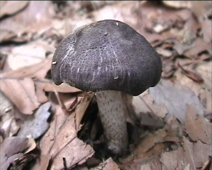 Winkel ( FRA ) 28.08.2004   2 Serie